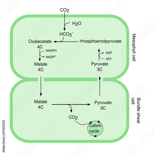 Cycle C4, photosynthesis. Illustration for students.