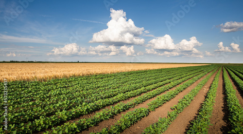 Agricultural landscape of golden wheat field