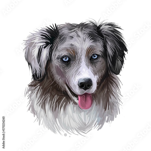 Miniature American shepherd, intelligent dog digital art illustration. MAS purebred trained to take part in sports, clever hound with long fur. Canine breed with stuck out tongue portrait? closeup photo