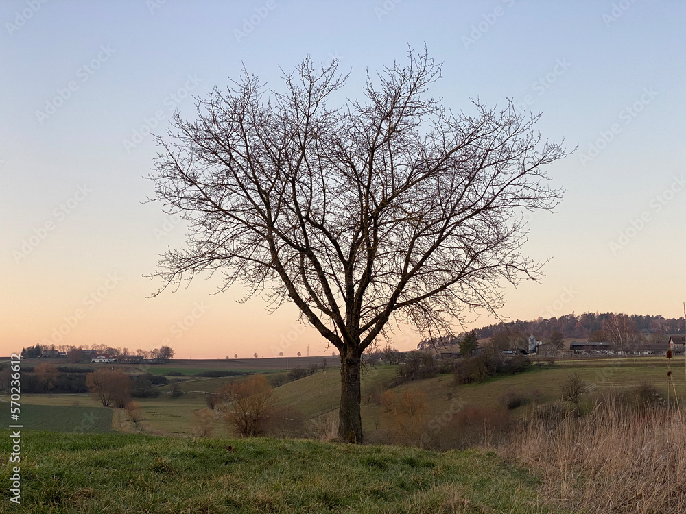 Winterstimmung, Silhouette eines einzeln stehenden Baums ohne Blätter. Himmel im Abendrot, mit blau bis orangem Verlauf. 