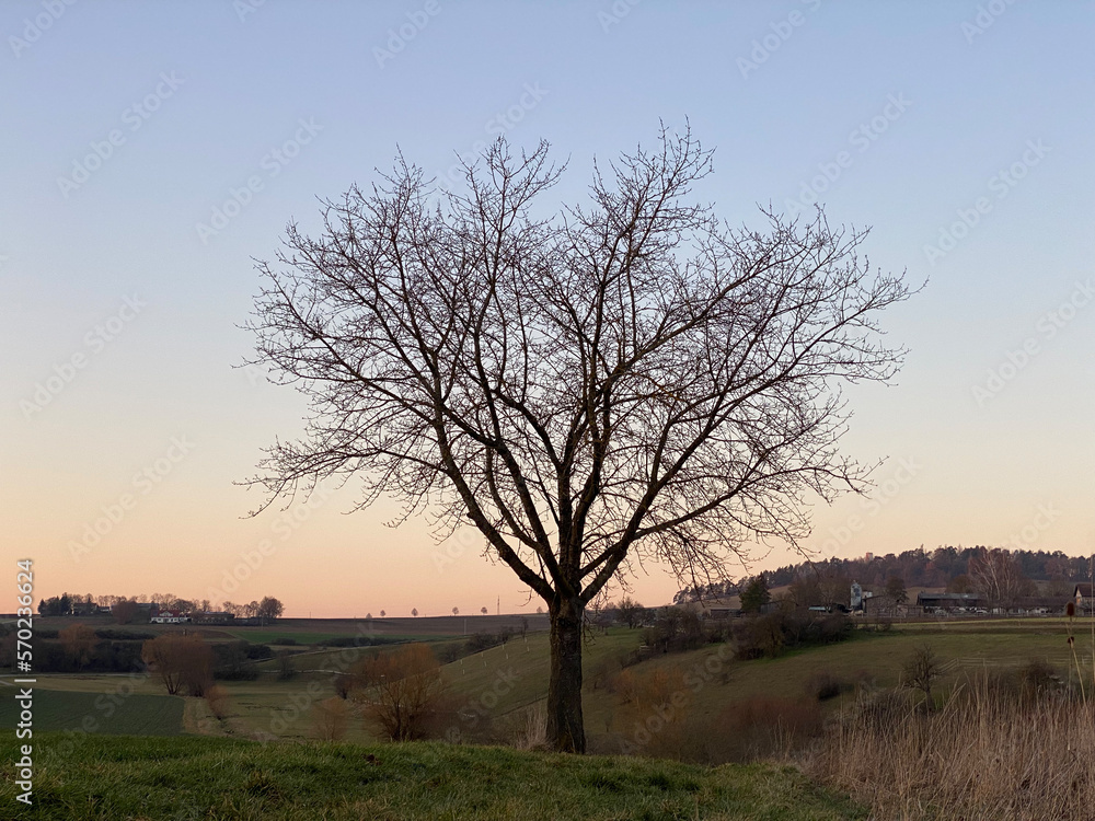 Winterstimmung, Silhouette eines einzeln stehenden Baums ohne Blätter. Himmel im Abendrot, mit blau bis orangem Verlauf. Winterstimmung, Silhouette eines einzeln stehenden Baums ohne Blätter. Himmel im Abendrot, mit blau bis orangem Verlauf.
