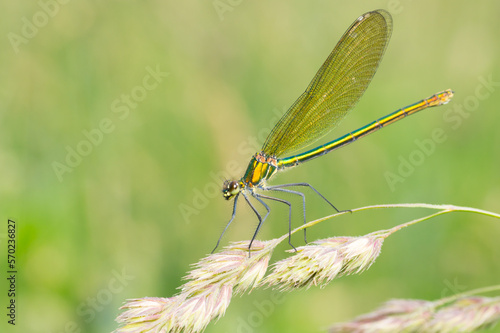 Isolated close-up of a female Calopteryx splendens dragonfly sitting on a grass flower