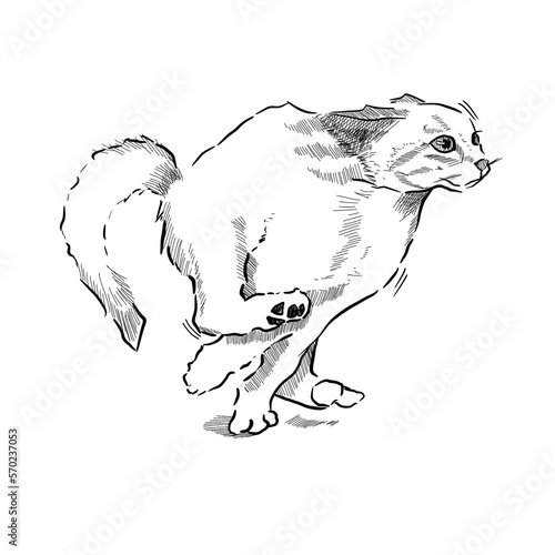 Cute playful cat in move hand drawn with lineart style