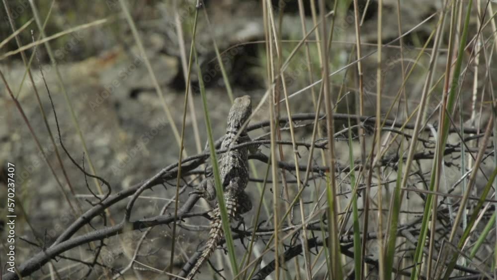slow motion shot of spiny-tailed lizard escaping from a branch in ...