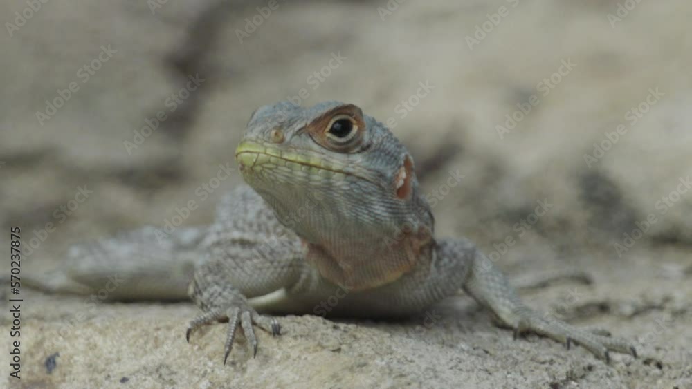 front view of spiny-tailed lizard on rocky ground in Madagascar turning head. close-up shot front view of spiny-tailed lizard on rocky ground in Madagascar turning head. close-up shot
