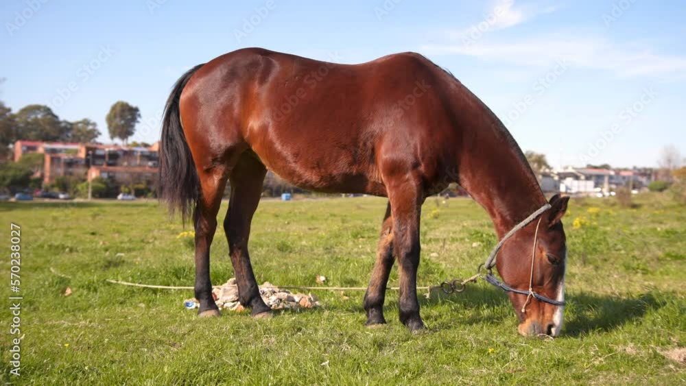 A brown horse grazing in a suburban area, general shoot A brown horse grazing in a suburban area, general shoot