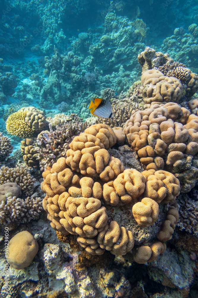 Naklejka premium Colorful, picturesque coral reef at bottom of tropical sea, great stony coral Siderastreidae, underwater landscape