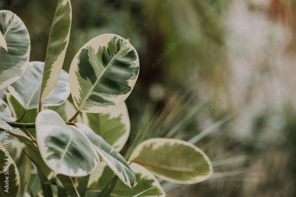close-up of ficus leaves, space for text, background of leaves close-up of ficus leaves, space for text, background of leaves