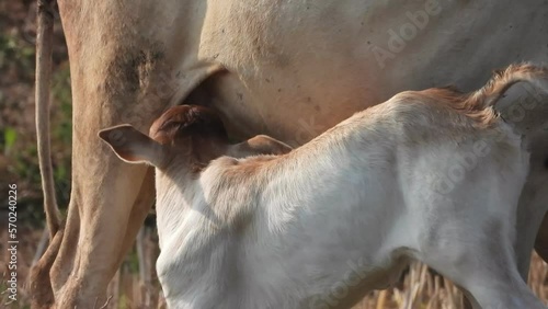 Wallpaper Mural Baby cow drinking milk in her mom . Torontodigital.ca