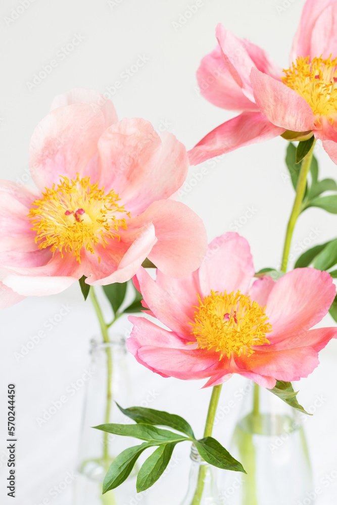 Three pink royal peonies in bottles. Closeup of spring flowers bloom. Three pink royal peonies in bottles. Closeup of spring flowers bloom.