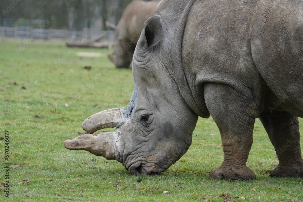 White rhinoceros