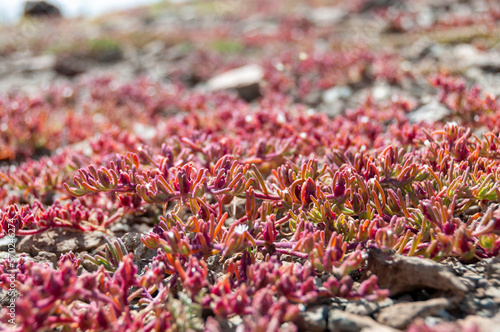 Mesembryanthemum nodiflorum L.