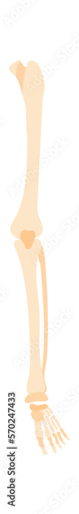 Fototapeta premium Leg bones flat icon Human anatomy