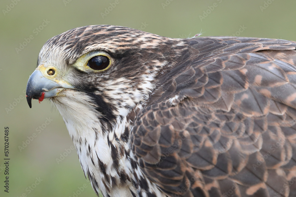 Portrait of a Saker Falcon against a green background
Portrait of a Saker Falcon against a green background