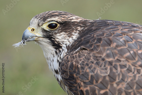 Portrait of a Saker Falcon with a feather of its prey in its beak
