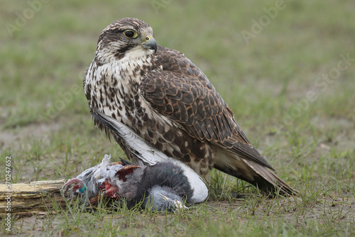 Portrait of a Saker Falcon on top of its prey
 photo