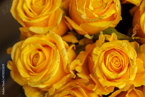 Fresh yellow rose closeup background