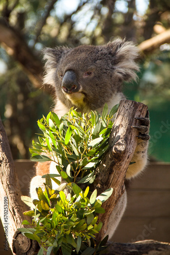 Rescued Koala in a Sanctuary in Australia