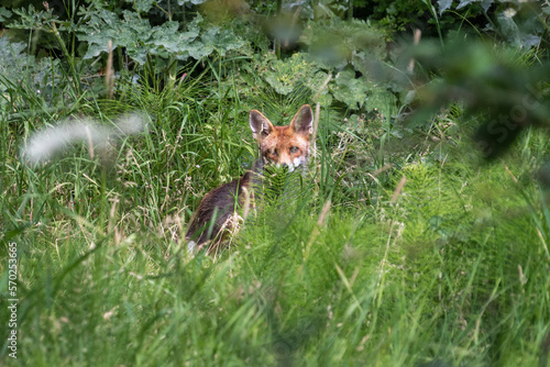 An urban red fox, Vulpes vulpes, sitting in low undergrowth near allotments in the daytime