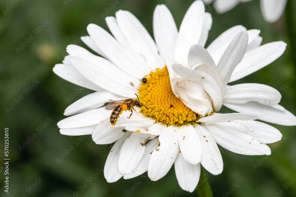 A large wild daisy flowerhead, Leucanthemum sp, with a small solitary bee of the Lasioglossum sp possibly Lasioglossum calceatum approaching on wing to feed A large wild daisy flowerhead, Leucanthemum sp, with a small solitary bee of the Lasioglossum sp possibly Lasioglossum calceatum approaching on wing to feed
