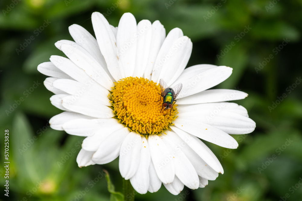 A large wild daisy flowerhead, Leucanthemum sp, with a green bottle fly, Lucilia sericata feeding from the nectar A large wild daisy flowerhead, Leucanthemum sp, with a green bottle fly, Lucilia sericata feeding from the nectar