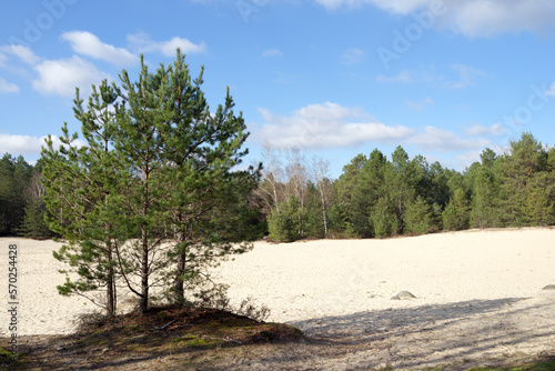 White sand of  the  Cul de Chien area and pine tree  in Fontainebleau forest 