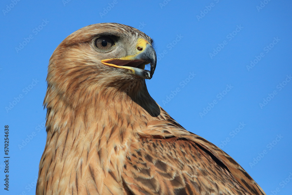 Naklejka premium Portrait of a Long-legged Buzzard against a blue sky 