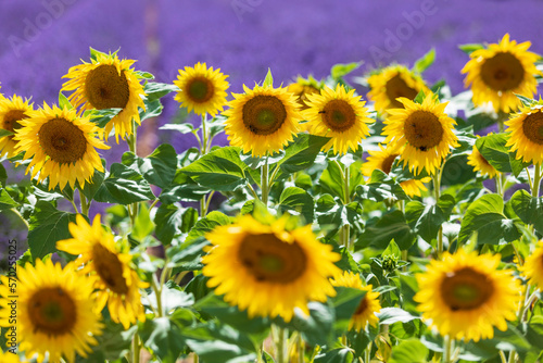 fields of blooming lavender flowers ans sunflowers in Provence  France