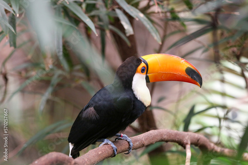 Tucán en la selva