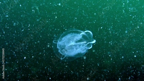 Ctenophora are light, transparent, with skirt-blades. This species has a jelly-like body with tentacles that are used to capture prey. photo