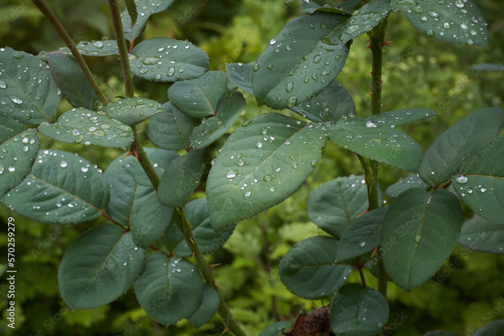 Leaves of roses flower with dew drops after rain Leaves of roses flower with dew drops after rain