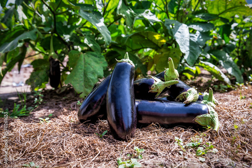 Ripe Eggplant (Aubergine) growing at the farm garden