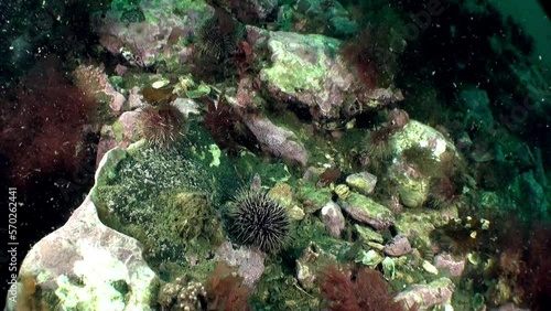 Sea Urchin in ecosystem of Seabed of Barents Sea. In addition to abundance of marine life, seabed is also distinguished by variety of landscapes, including sandy bottoms, rocky outcrops. photo