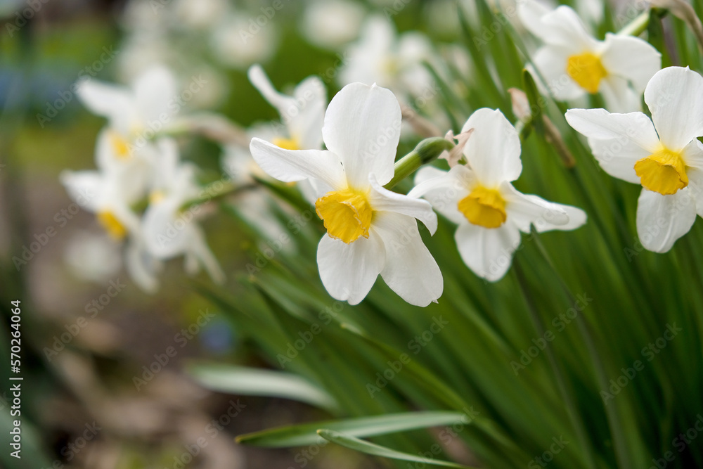 Blooming daffodils in spring in the garden. Growing and caring for daffodils. Blooming daffodils in spring in the garden. Growing and caring for daffodils.