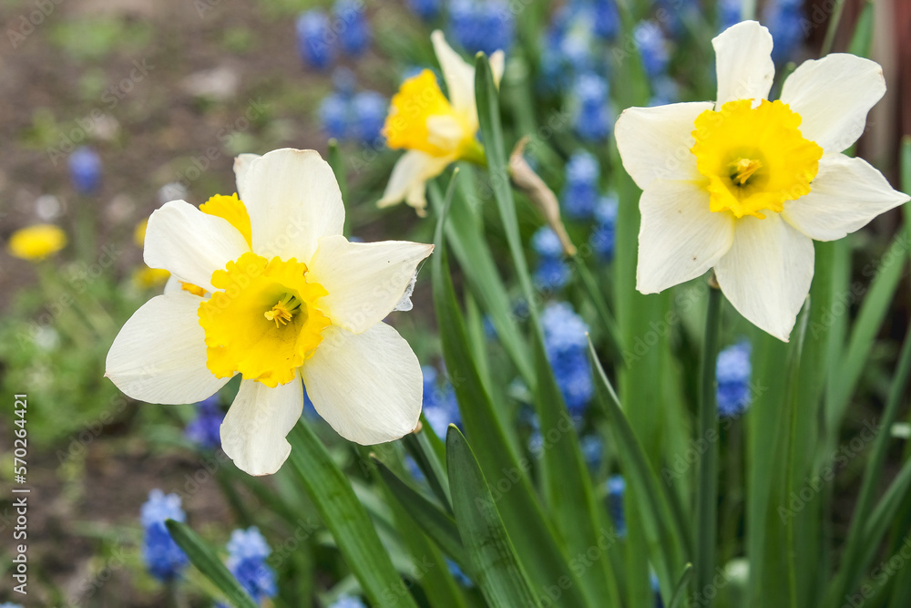 Blooming daffodils in spring in the garden. Growing and caring for daffodils. Blooming daffodils in spring in the garden. Growing and caring for daffodils.