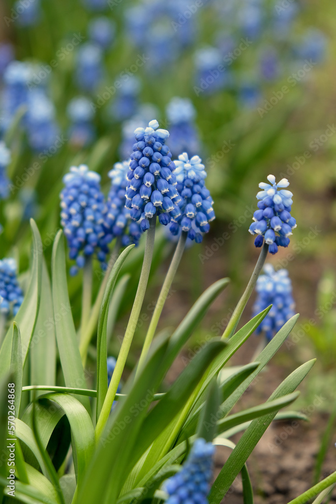 Blooming mouse hyacinth in spring in the garden. Beautiful small Blooming mouse hyacinth in spring in the garden. Beautiful small