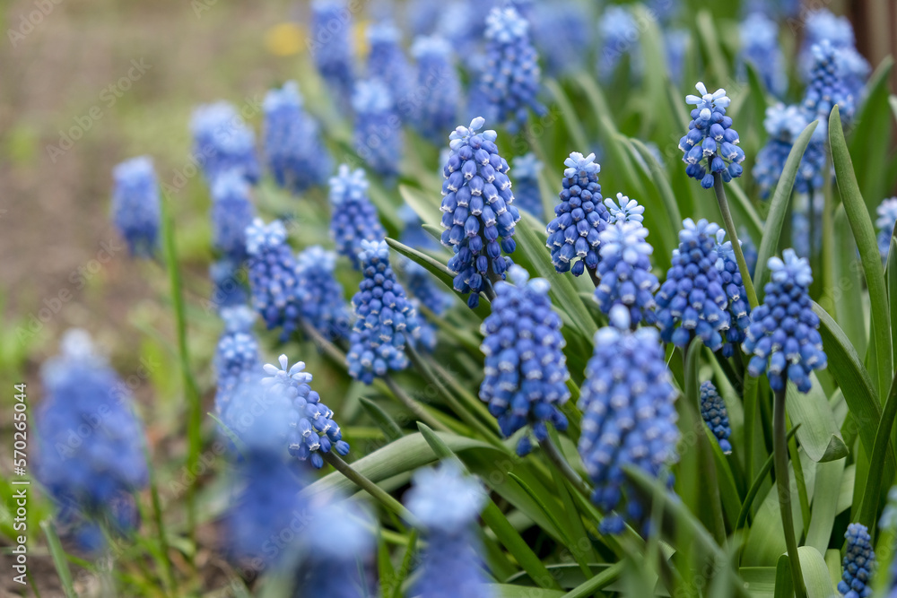 Blooming mouse hyacinth in spring in the garden. Beautiful small blue flowers bloomed in the garden in spring. Blooming mouse hyacinth in spring in the garden. Beautiful small blue flowers bloomed in the garden in spring.