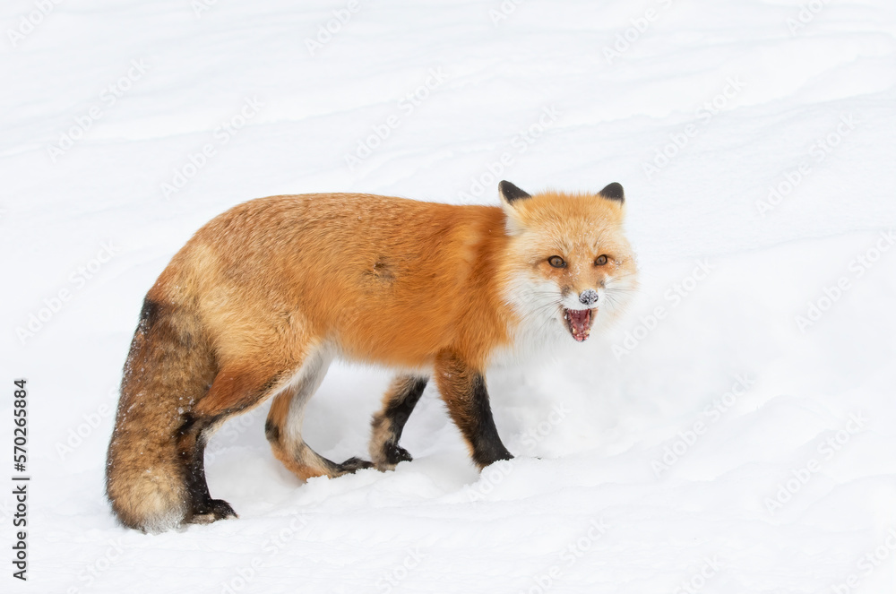 Red fox isolated on white background with bushy tail hunting through the freshly fallen snow in Algonquin Park in Canada Red fox isolated on white background with bushy tail hunting through the freshly fallen snow in Algonquin Park in Canada