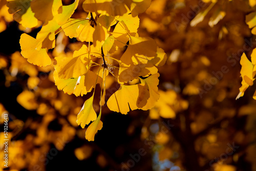 A close-up of the beautiful and colorful yellow leaves of ginkgo in autumn