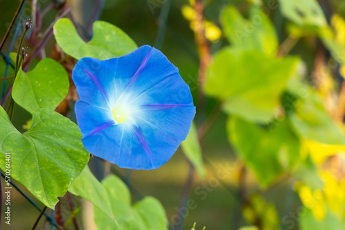 Blue color morning glory flower climb on fenbce background photo