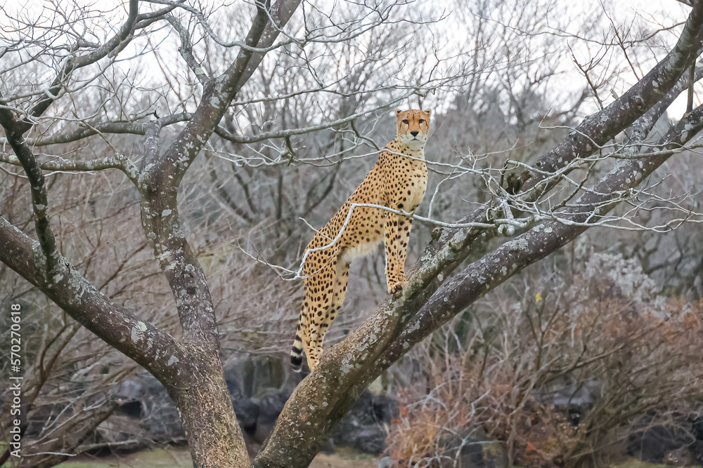 Obraz premium 大自然で狩りをして木の上に登る野生動物のチーター