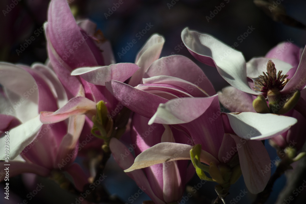Lilac magnolias close-up in a city park in sunny weather Lilac magnolias close-up in a city park in sunny weather