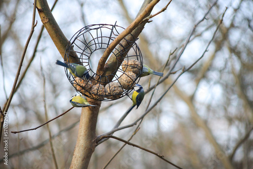 Cute birds, great tit and blue tit on a bird feeder in popular park (Tiergarten) in winter in Berlin - Germany 