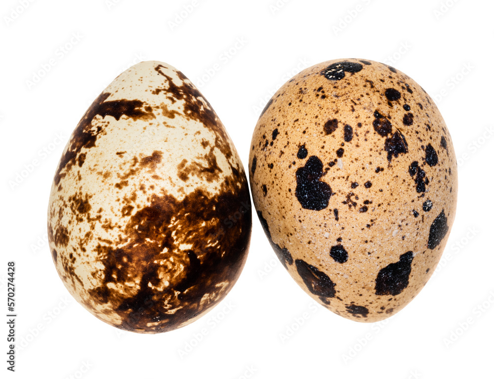 two boiled quail eggs cutout on white background two boiled quail eggs cutout on white background