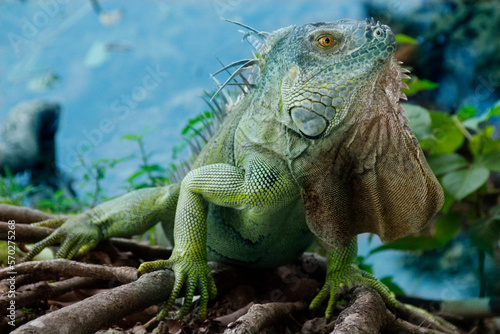 Iguana is a genus of lizard that lives in the tropics. Anolis carolinensis or green anole is a species of tree-dwelling anole lizard  macro lizard  macro iguana  nature