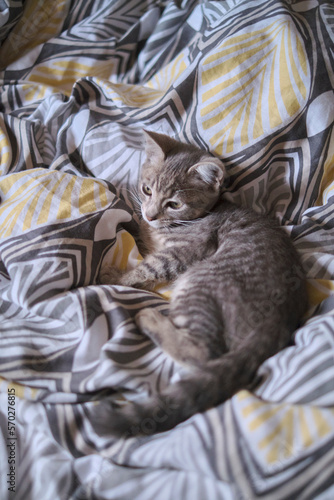 cat sleeping on the bed