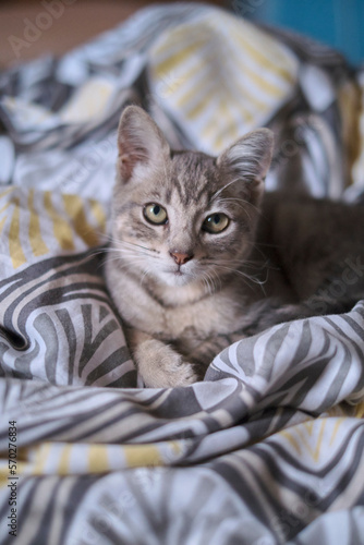 cat on the bed