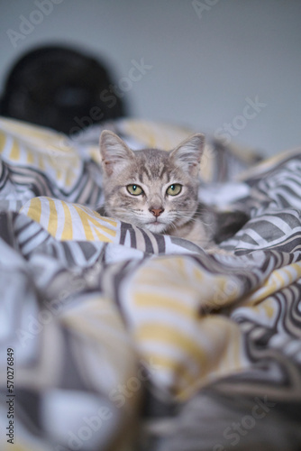 cat sleeping on a pillow