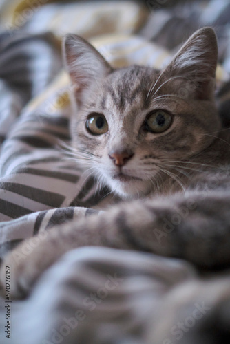 close up of a cat