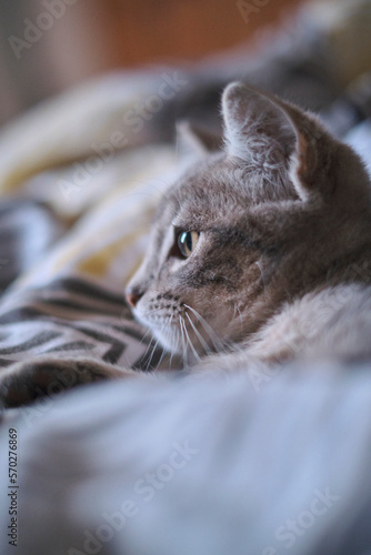 close up of a cat